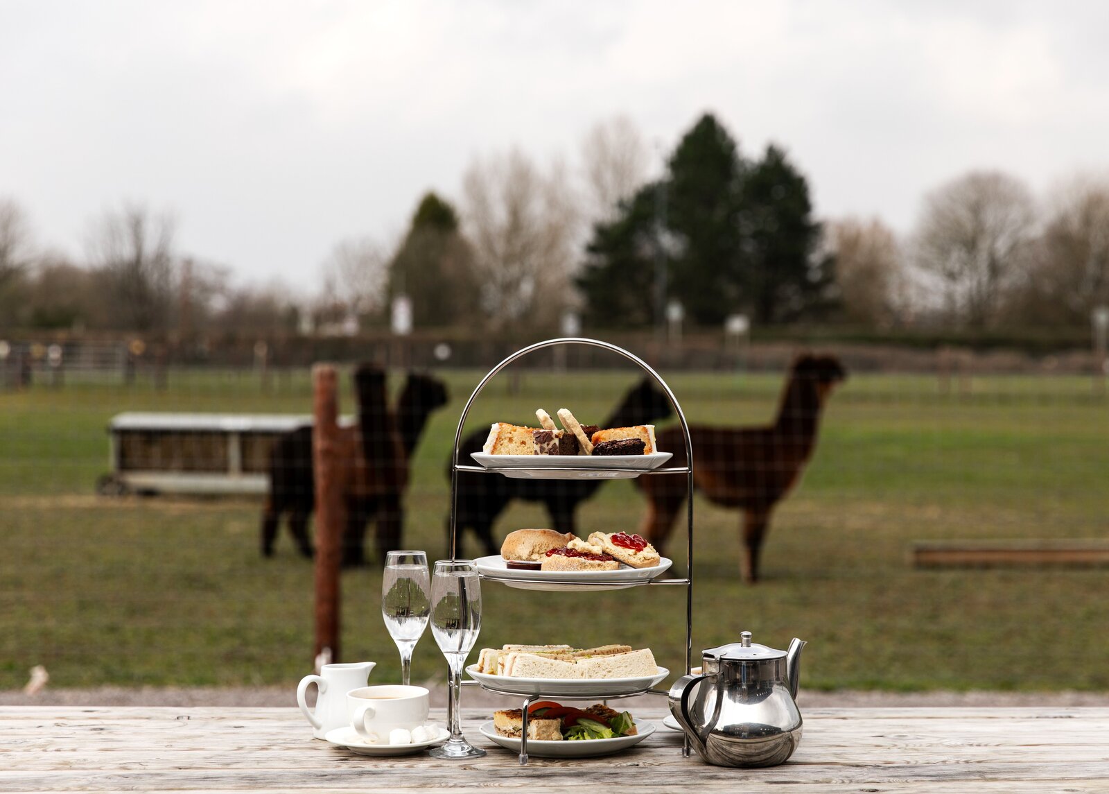 Alpaca Experience & Sparkling Afternoon Tea for 2 in Bristol | - Yuup