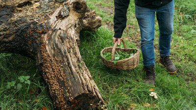 Person in jeans and boots holding a wicker basket bends near a fallen, textured tree trunk surrounded by grass, evoking a serene nature scene.