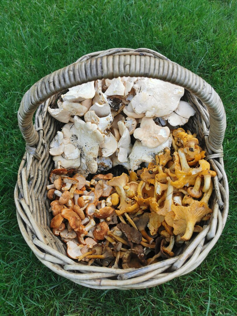 Forage Brighton 