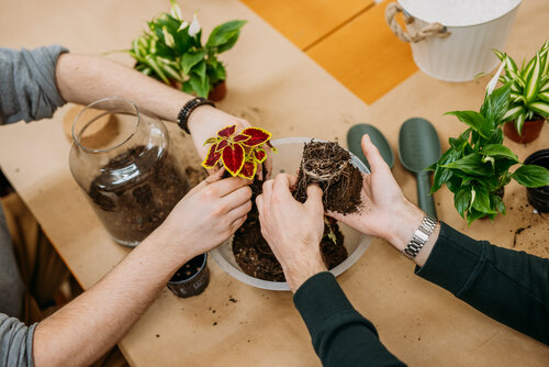 Two pairs of hands planting a terrarium