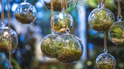 Hanging glass terrariums with air plants and moss, creating a whimsical display.