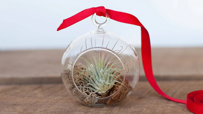 Charming Terrarium Bauble with a Cheeky Air Plant