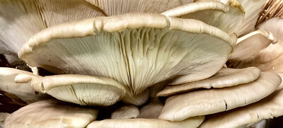 Close-up of delightfully delicate oyster mushrooms